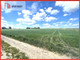 Rolny na sprzedaż - Tuchola, Tucholski, 3338 m², 3 838 700 PLN, NET-455124