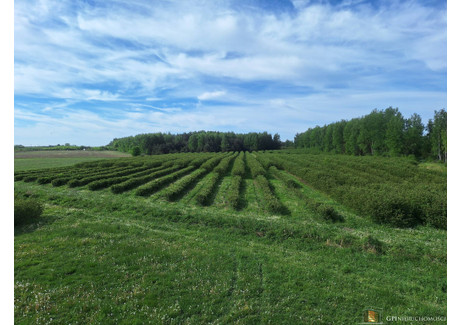 Działka na sprzedaż - Pękoszew, Kowiesy (Gm.), Skierniewicki (Pow.), 29 500 m², 300 000 PLN, NET-59