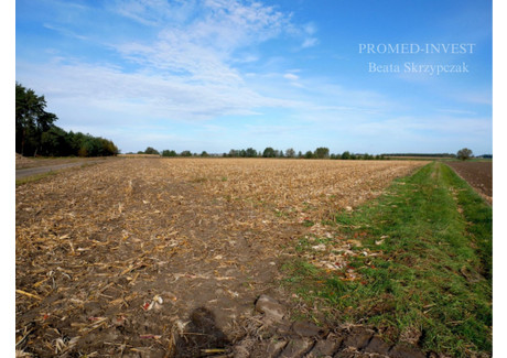 Działka na sprzedaż - Strzępiń, Granowo (Gm.), Grodziski (Pow.), 20 800 m², 2 787 200 PLN, NET-6