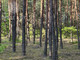 Leśne na sprzedaż - Gęsianka, Dobre, Miński, 5200 m², 108 000 PLN, NET-BLN374189