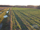 Rolny na sprzedaż - Lisowola, Puszcza Mariańska, Żyrardowski, 10 900 m², 200 000 PLN, NET-250