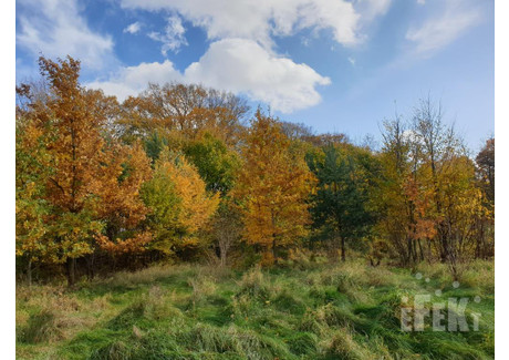 Działka na sprzedaż - Lisowola, Puszcza Mariańska, Żyrardowski, 55 900 m², 2 420 000 PLN, NET-151