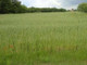 Rolny na sprzedaż - Mogilnica, Siedliszcze, Chełmski, 10 395 m², 200 000 PLN, NET-1008/13924/OGS