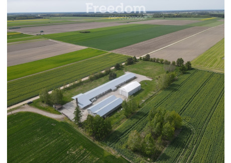 Magazyn, hala na sprzedaż - Worgule, Leśna Podlaska, Bialski, 1292 m², 490 000 PLN, NET-678/3685/OOS