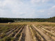 Rolny na sprzedaż - Wielka Wieś, Stęszew, Poznański, 9421 m², 1 318 940 PLN, NET-NAME566