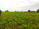 Rolny na sprzedaż - Dworcowa Papowo Toruńskie, Łysomice (gm.), Toruński (pow.), 2353 m², 149 000 PLN, NET-NLO-GS-35