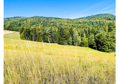 Działka na sprzedaż - Żurowa, Szerzyny, Tarnowski, 8500 m², 89 000 PLN, NET-1540/13924/OGS