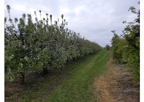 Dom na sprzedaż - Błonie, Koprzywnica (Gm.), Sandomierski (Pow.), 200 m², 490 000 PLN, NET-268