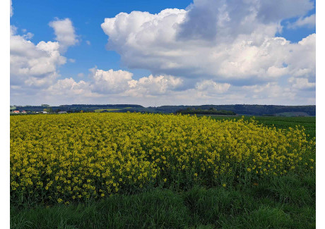 Działka na sprzedaż - Przybysławice, Skała, Krakowski, 1000 m², 220 000 PLN, NET-749