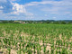 Rolny na sprzedaż - Owczary, Zielonki, Krakowski, 8800 m², 200 000 PLN, NET-PAC-GS-6625