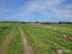 Rolny na sprzedaż - Stare Objezierze, Moryń, Gryfiński, 1305 m², 65 000 PLN, NET-5800/MKN/DZS-277591