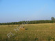 Rolny na sprzedaż - Ciepłe, Grodziski, 8900 m², 445 000 PLN, NET-G-87335-6