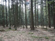 Leśne na sprzedaż - Budzów, Suski, 1100 m², 20 000 PLN, NET-5495/3123/OGS