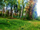 Leśne na sprzedaż - Grzegorzewice, Żabia Wola, Grodziski, 13 800 m², 552 000 PLN, NET-4917/6166/OGS